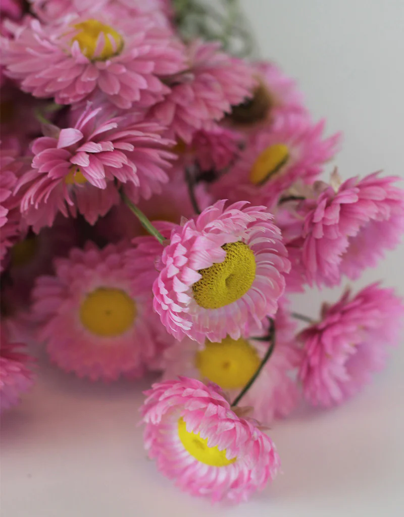 Dried Acroclinium - Pink Bunch, 50 cm - Image 3