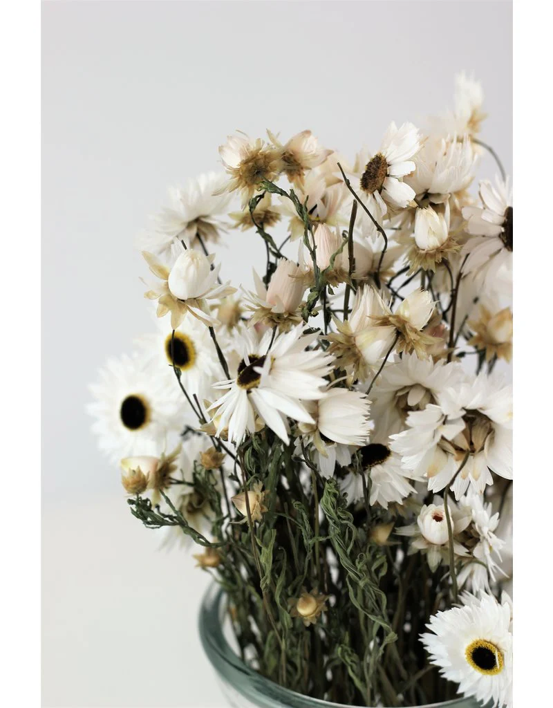 Dried Acroclinium - White Bunch, 50 cm - Image 3