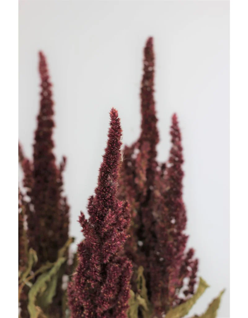 Dried Amaranthus - Red Bunch, 60 cm - Image 3