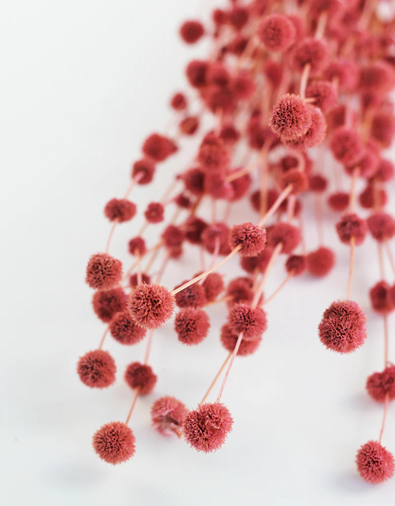 Dried Big Mars Flowers Bunch - Pink, 60 cm - Image 3