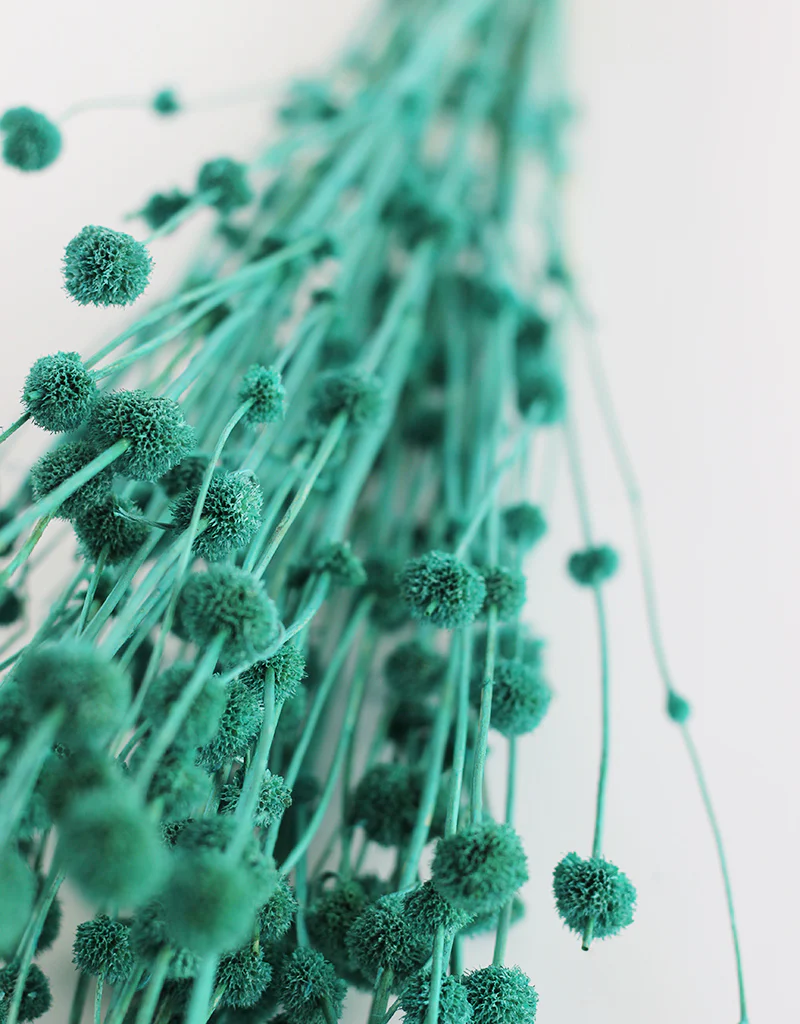 Dried Big Mars Flowers Bunch - Turquoise, 60 cm - Image 3