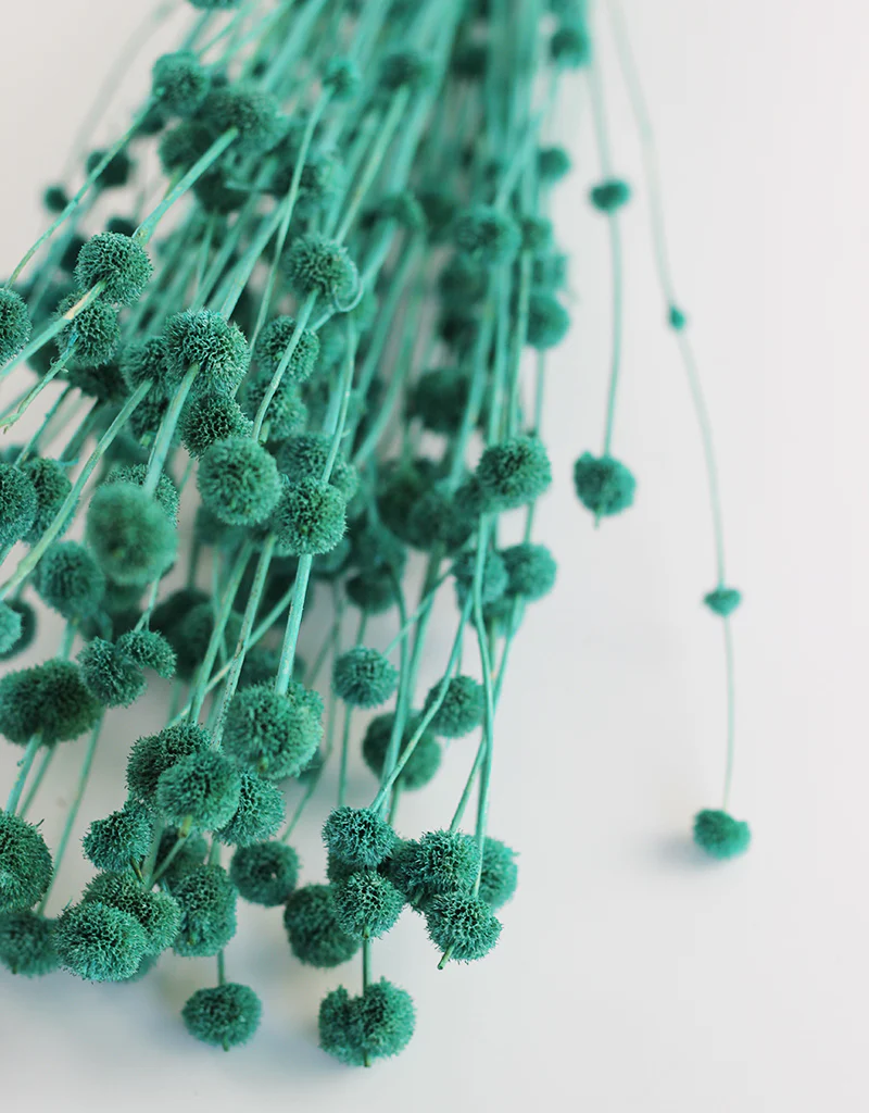 Dried Big Mars Flowers Bunch - Turquoise, 60 cm - Image 4