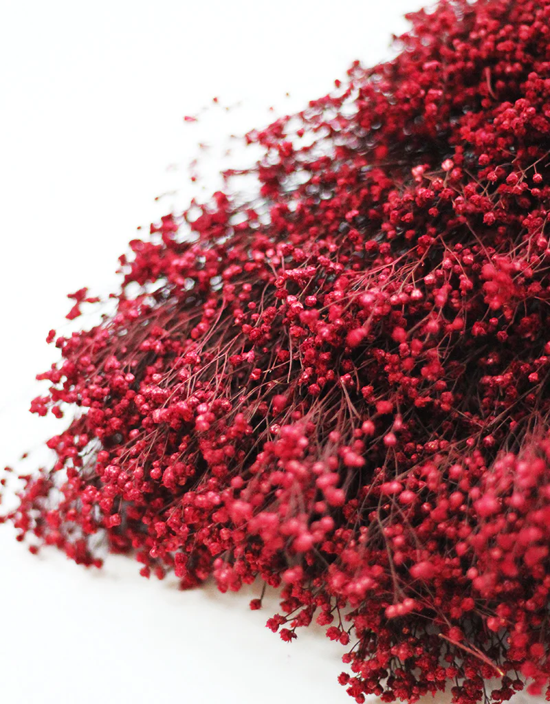 Bestsellers Dried and Preserved Flowers