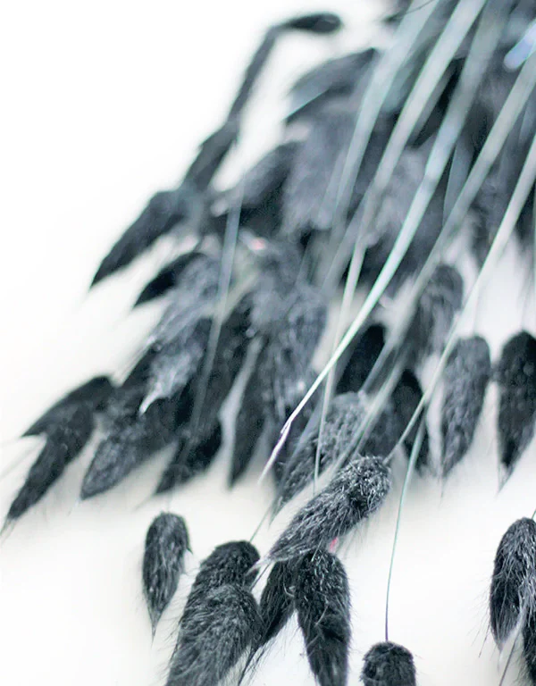 Dried Bunny Tail Lagurus Grass - Black/Charcoal Bunch Flowers Bunch, 100 grams 70 cm - Image 3