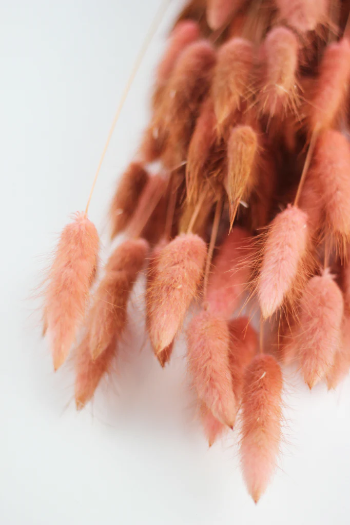 Dried Bunny Tail Lagurus Grass Bunch - Coral Pink, 60 cm - Image 3