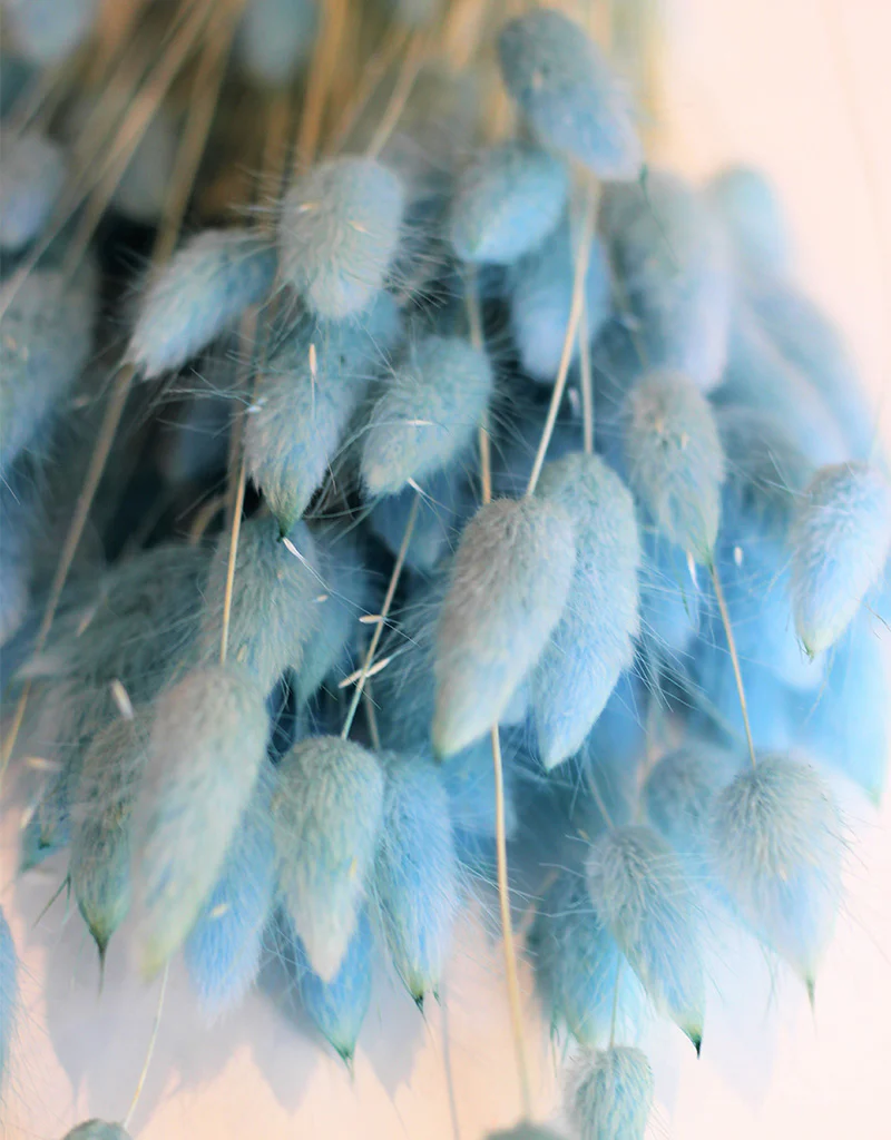 Dried Bunny Tail Lagurus Grass - Sky Blue Flowers Bunch, 100 Grams, 60 cm - Image 3