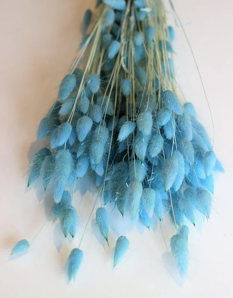 Dried Bunny Tail Lagurus Grass - Sky Blue Flowers Bunch, 100 Grams, 60 cm - Image 4