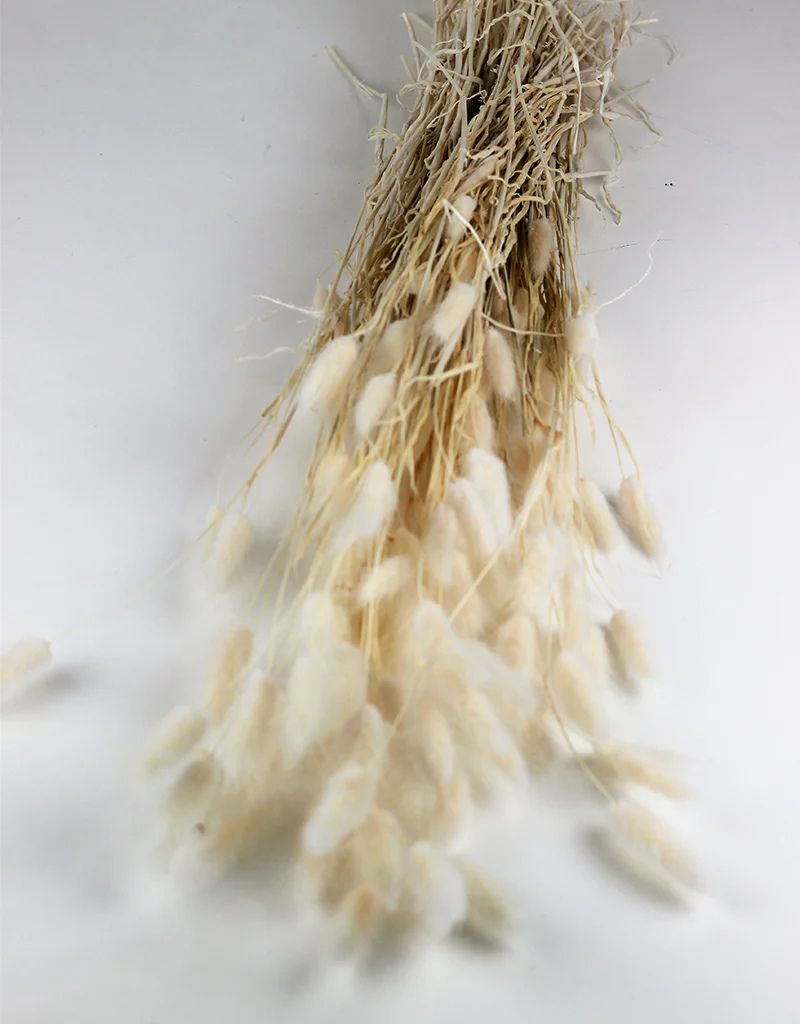 Dried Bunny Tails Lagurus Grass Stems - Bleached Flowers Bunch, 100 Grams, 80 cm - Image 3