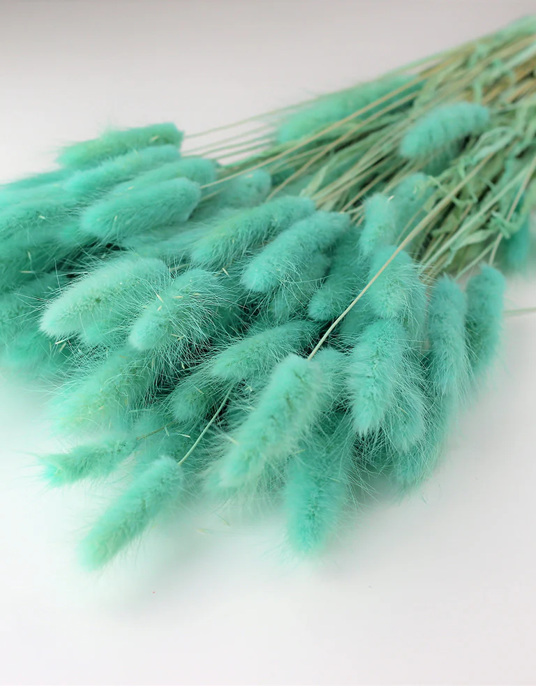 Dried Bunny Tails Lagurus Grass - Aqua Blue Flowers bunch, 100 Grams, 65 cm - Image 3