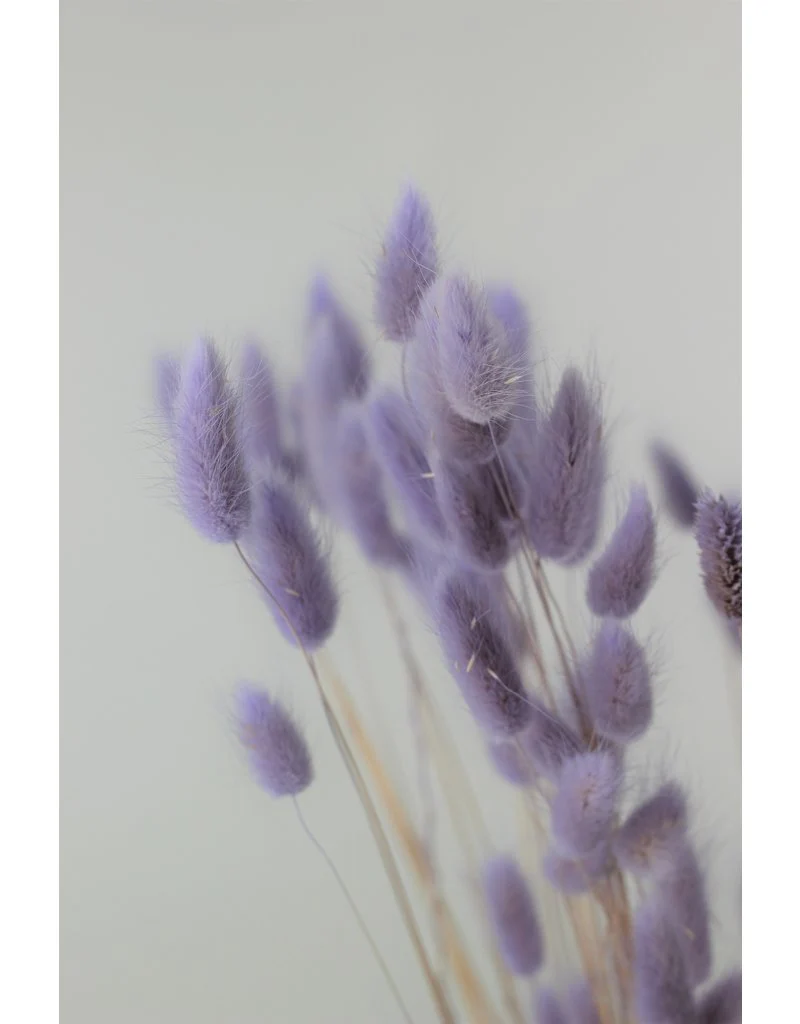 Dried Bunny Tail Lagurus Grass - Lavender Flowers Bunch, 100 Grams, 70 cm - Image 3