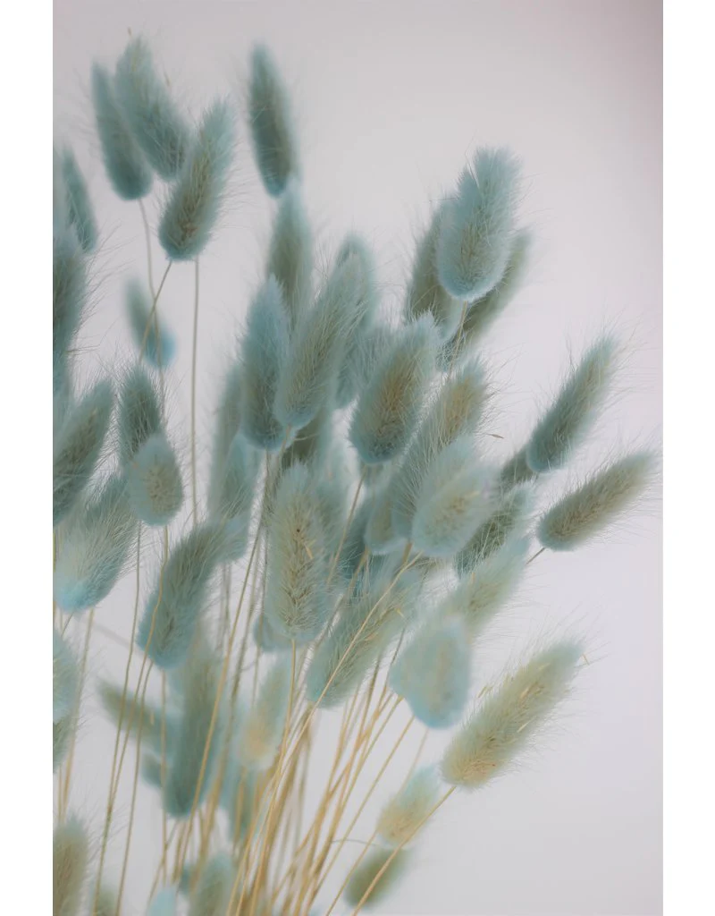 Dried Bunny Tails Lagurus Grass - Light Blue Flowers Bunch, 100 Grams, 70 cm - Image 3