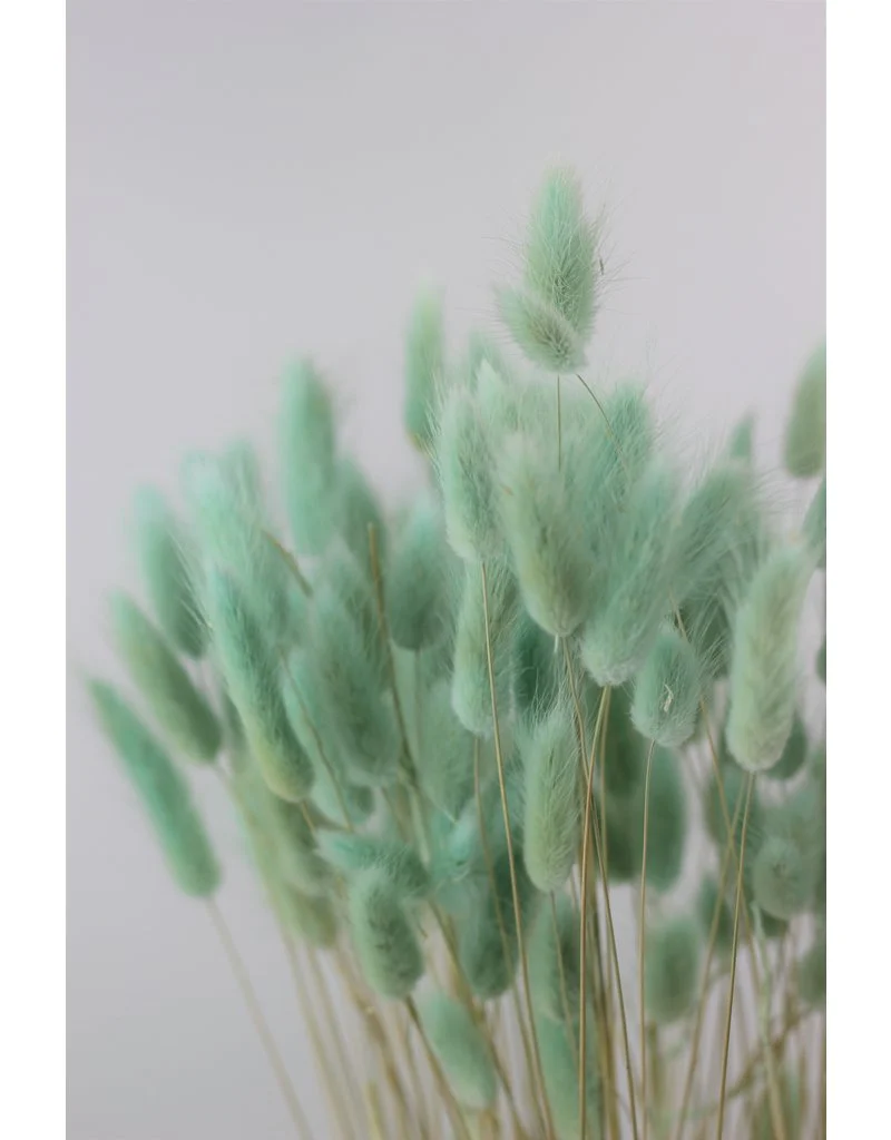 Dried Bunny Tails Lagurus Grass - Mint Green Flowers Bunch, 100 Grams, 70 cm - Image 3