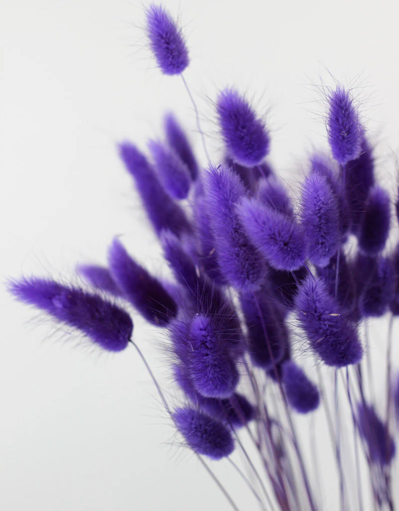 Dried Bunny Tail Lagurus Grass - Violet Flowers Bunch Poly, 70 cm - Image 3