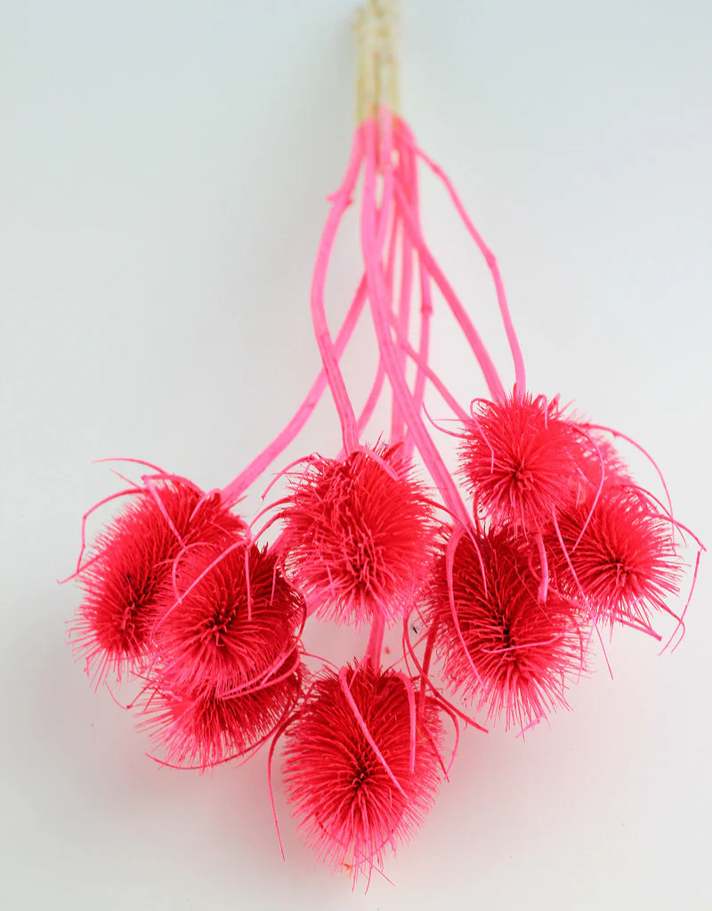 Dried Cardi - Pink Bunch, 50 cm - Image 3