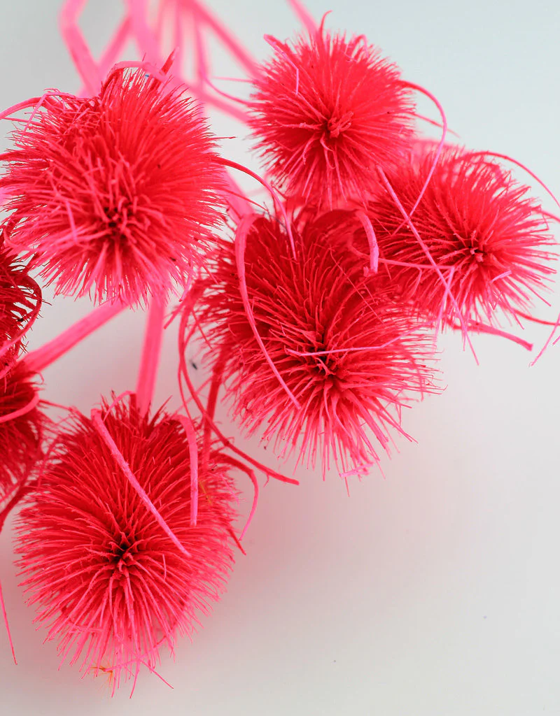Dried Cardi - Pink Bunch, 50 cm - Image 4
