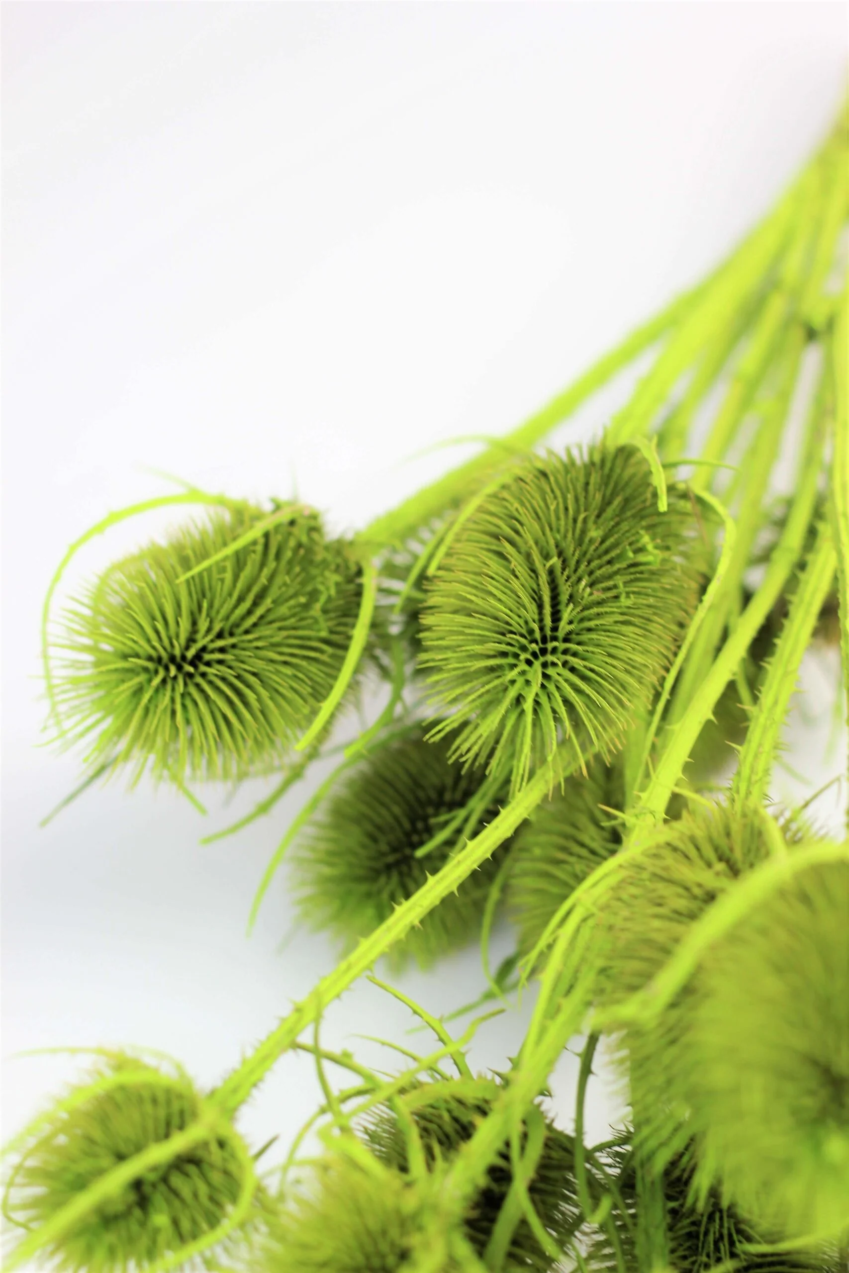 Dried Cardi Thistle- Apple Green Bunch, 60 cm - Image 3