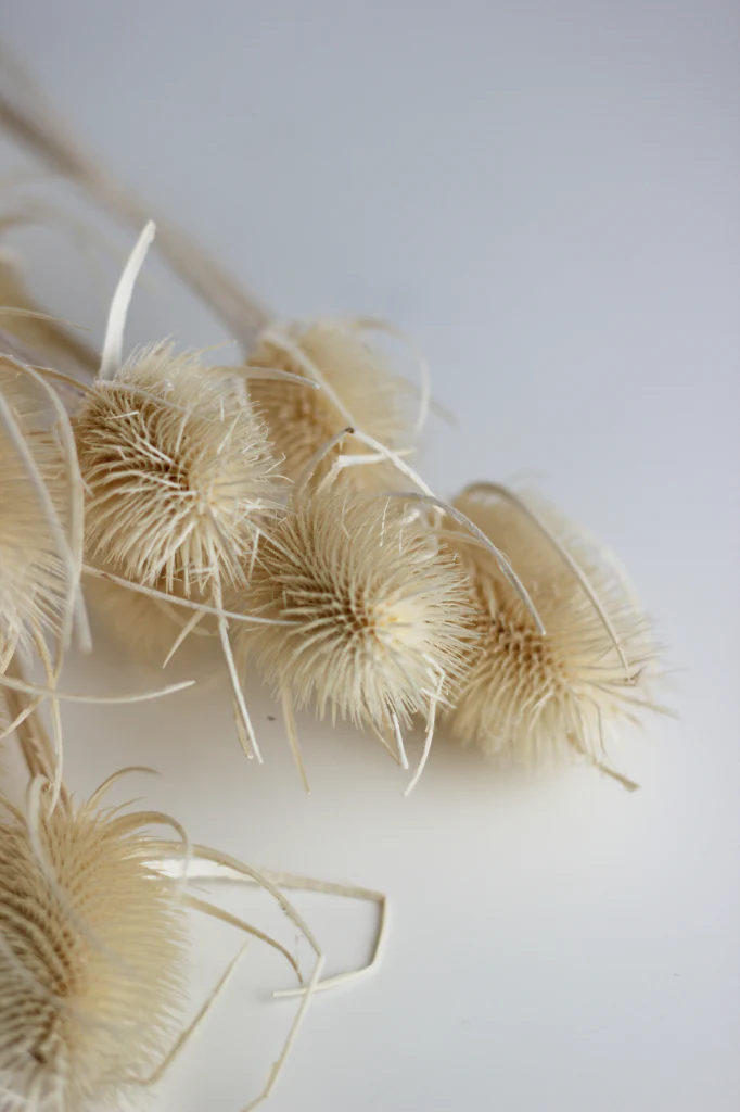 Dried Cardistella - Bleached Bunch, 70 cm - Image 3
