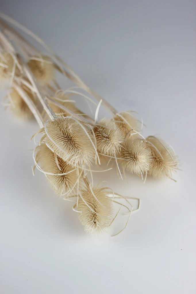 Dried Cardistella - Bleached Bunch, 70 cm - Image 4
