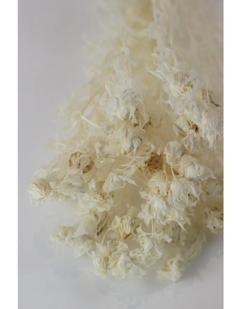Dried Carthamus - Bleached Bunch, 60 cm - Image 3