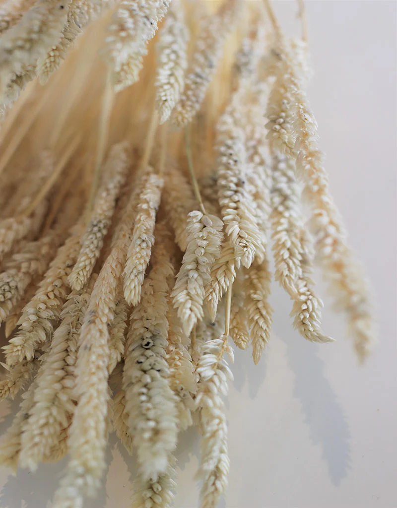 Dried Celosia - Bleached Bunch,100 grams, 65 cm - Image 3