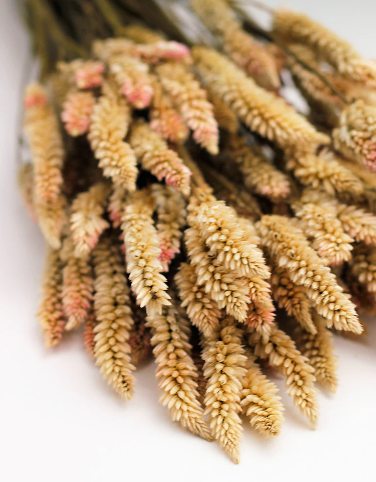 Dried Celosia -  Natural Bunch, 70 cm - Image 3