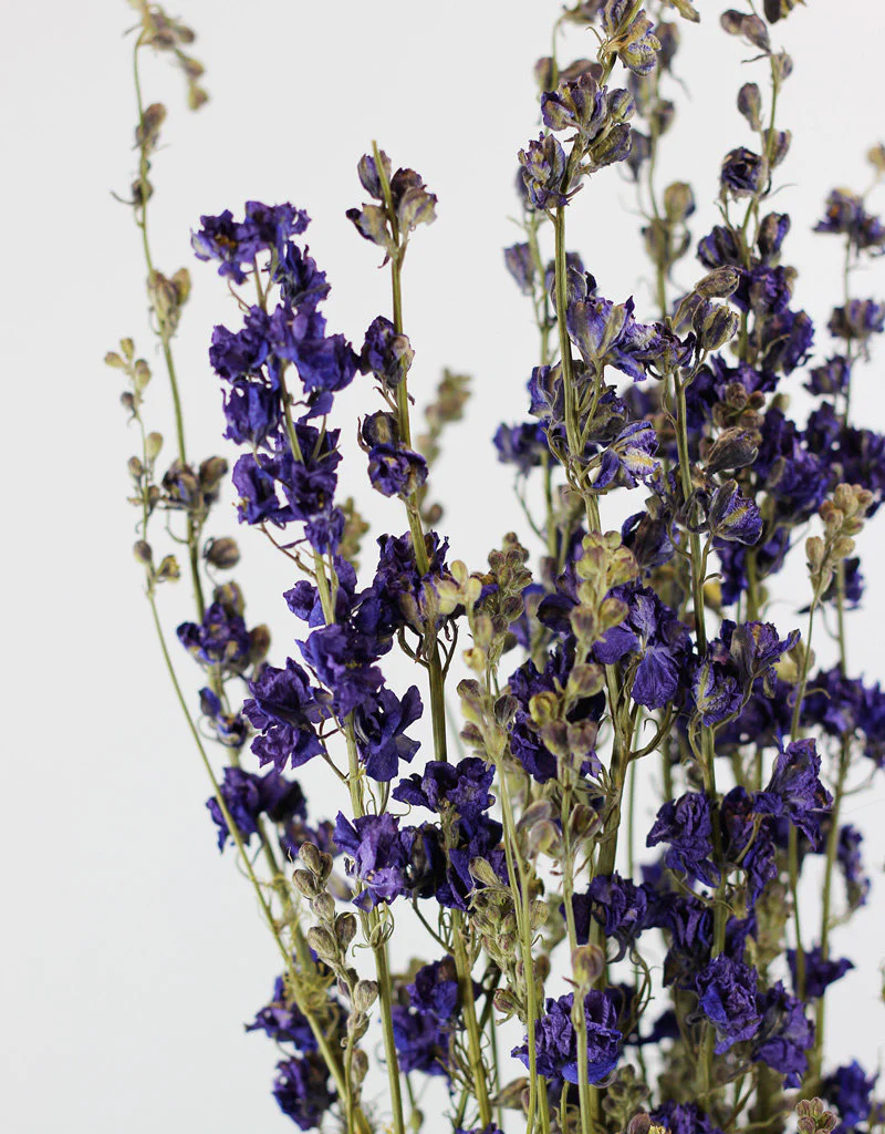 Dried Delphinium Larkspur - Blue Bunch, 70 cm - Image 3