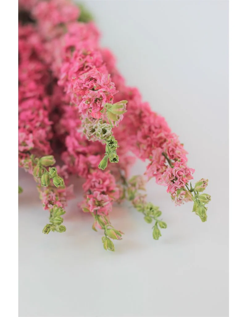 Dried Delphinium Larkspur - Pink Bunch, 10 Stems, 50 cm - Image 3