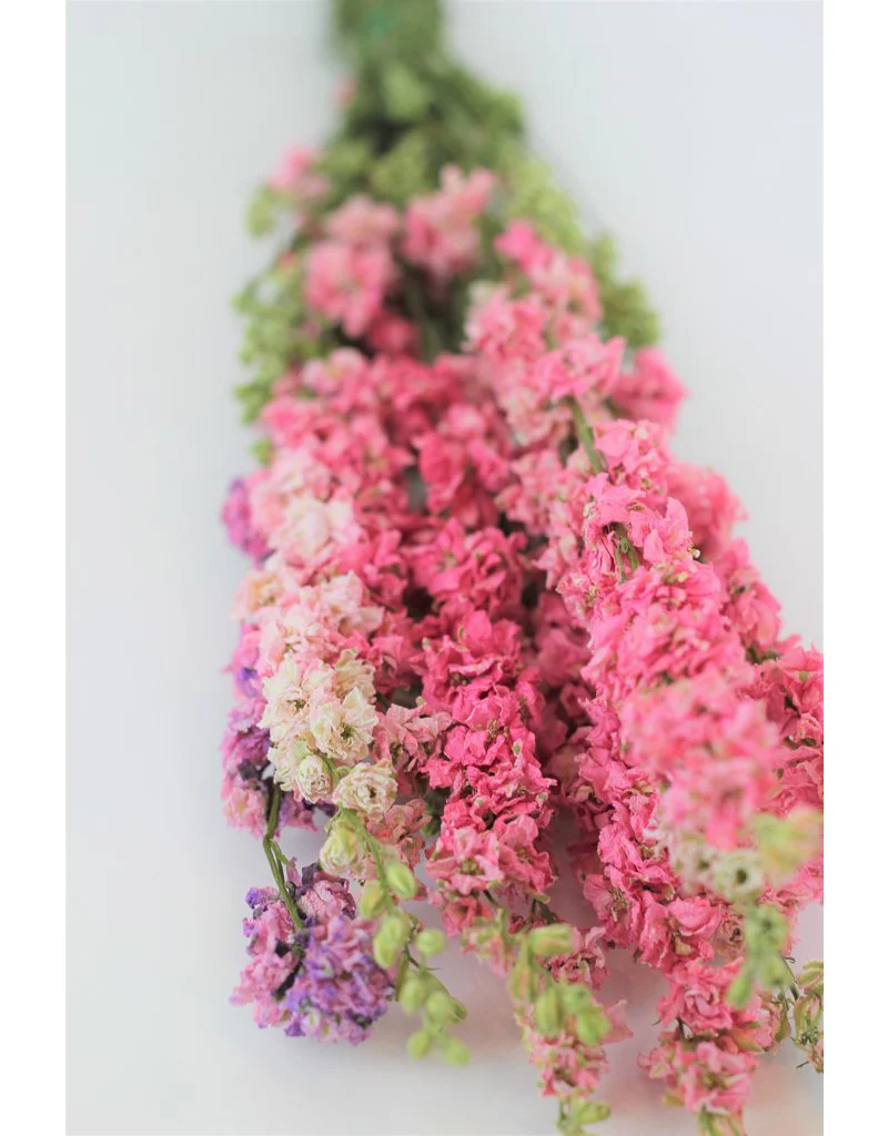 Dried Delphinium Larkspur - Pink Bunch, 10 Stems, 50 cm - Image 4