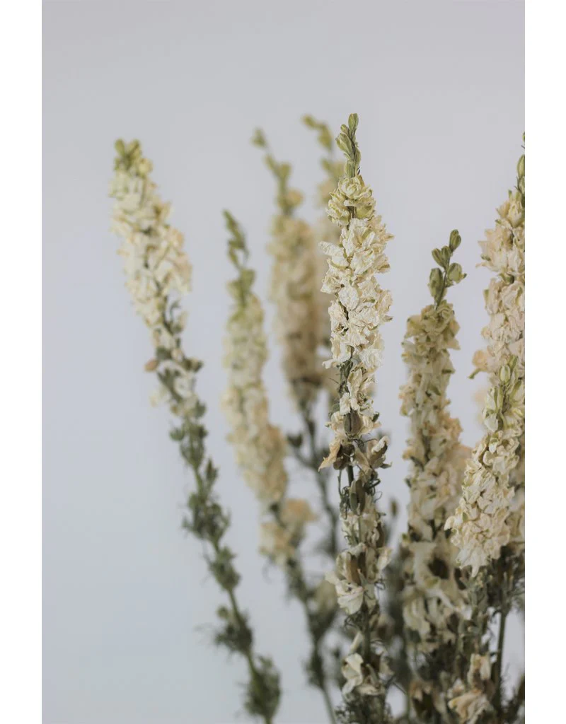 Dried Delphinium Larkspur Flowers - White Bunch, 10 Stems, 60 cm - Image 3
