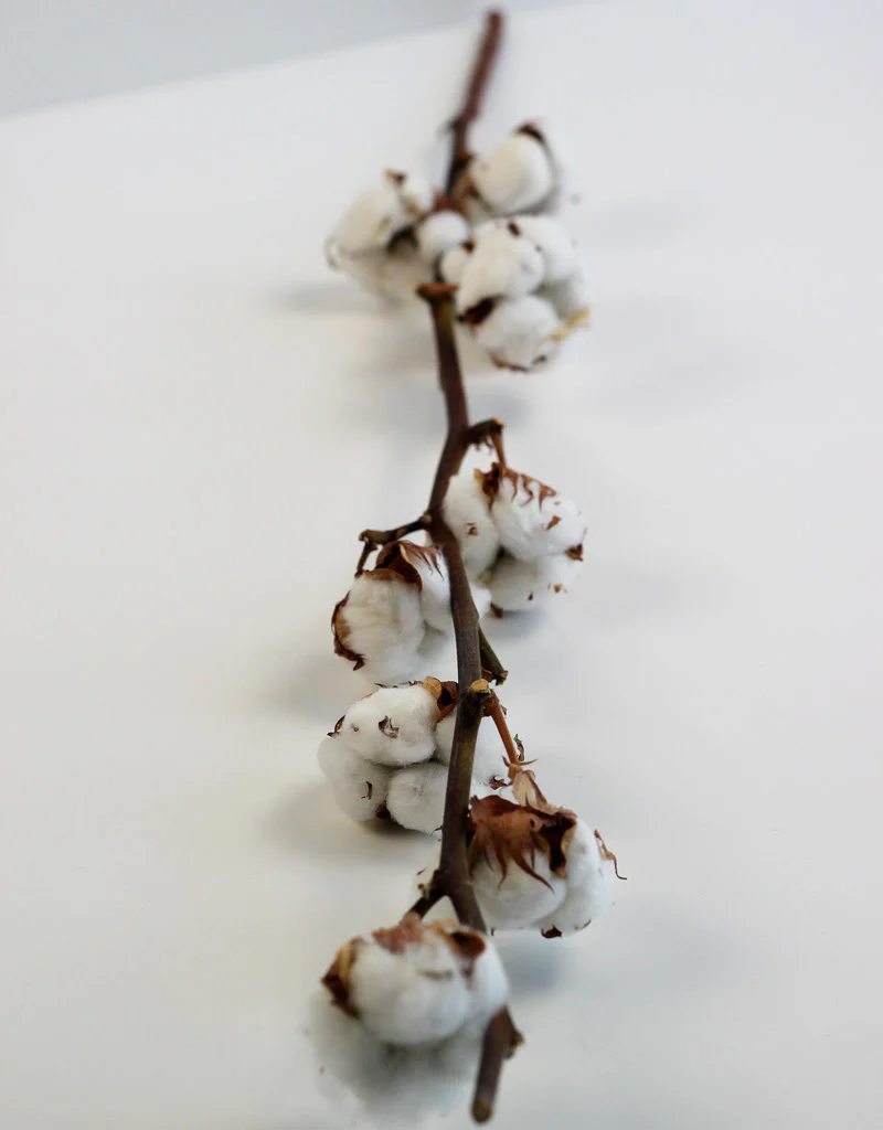 Dried Gossypium (Cotton) - Natural, 60cm - Image 3