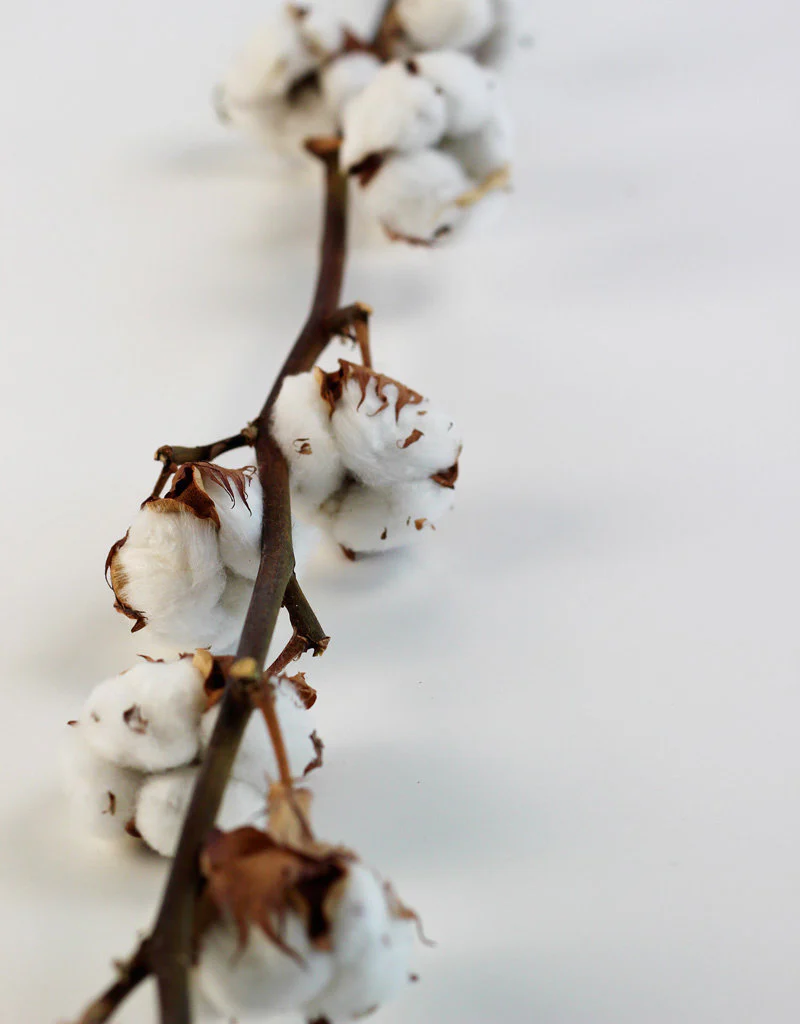 Dried Gossypium (Cotton) - Natural, 60cm - Image 4
