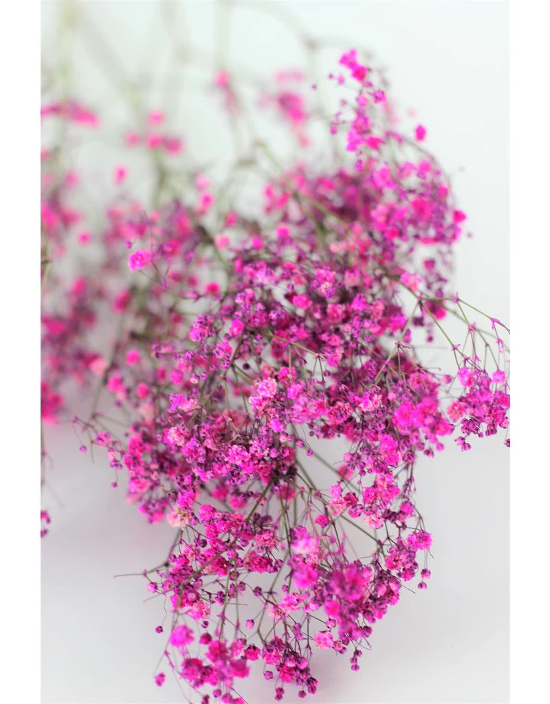 Dried Gypsophila - Cerise Pink, 5 Stems, 70 cm - Image 3