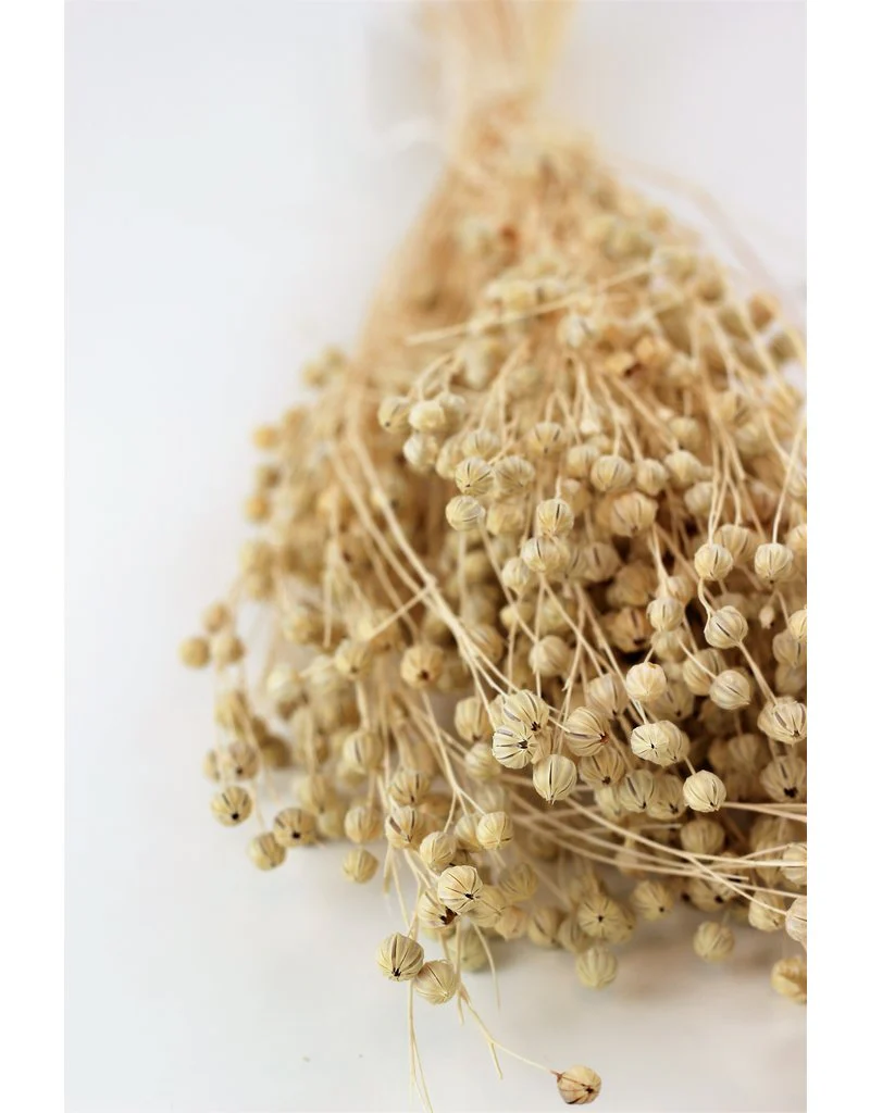 Dried Lino Vlas - Bleached Bunch, 50 cm - Image 3