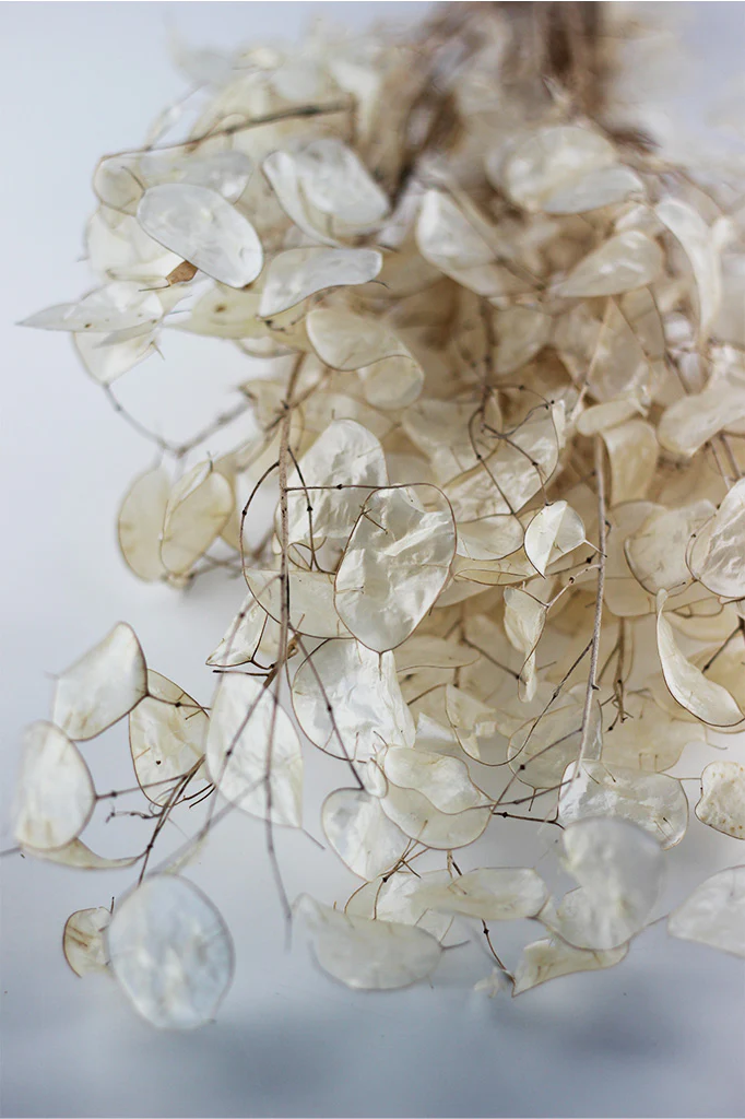 Dried Lunaria - Natural  Bunch, 70 cm (Honesty) - Image 3