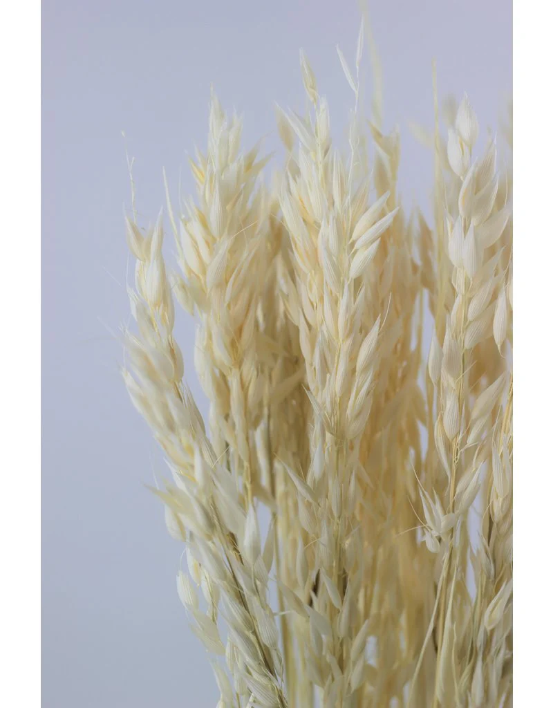 Dried Oat Avena- Bleached, 100 grams, 70 cm - Image 3