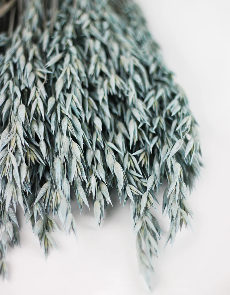 Dried Oat Avena - Frosted Blue Bunch, 70 cm, 100 grams - Image 3