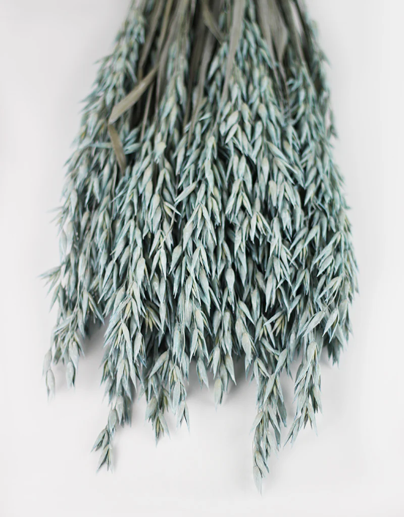 Dried Oat Avena - Frosted Blue Bunch, 70 cm, 100 grams - Image 4