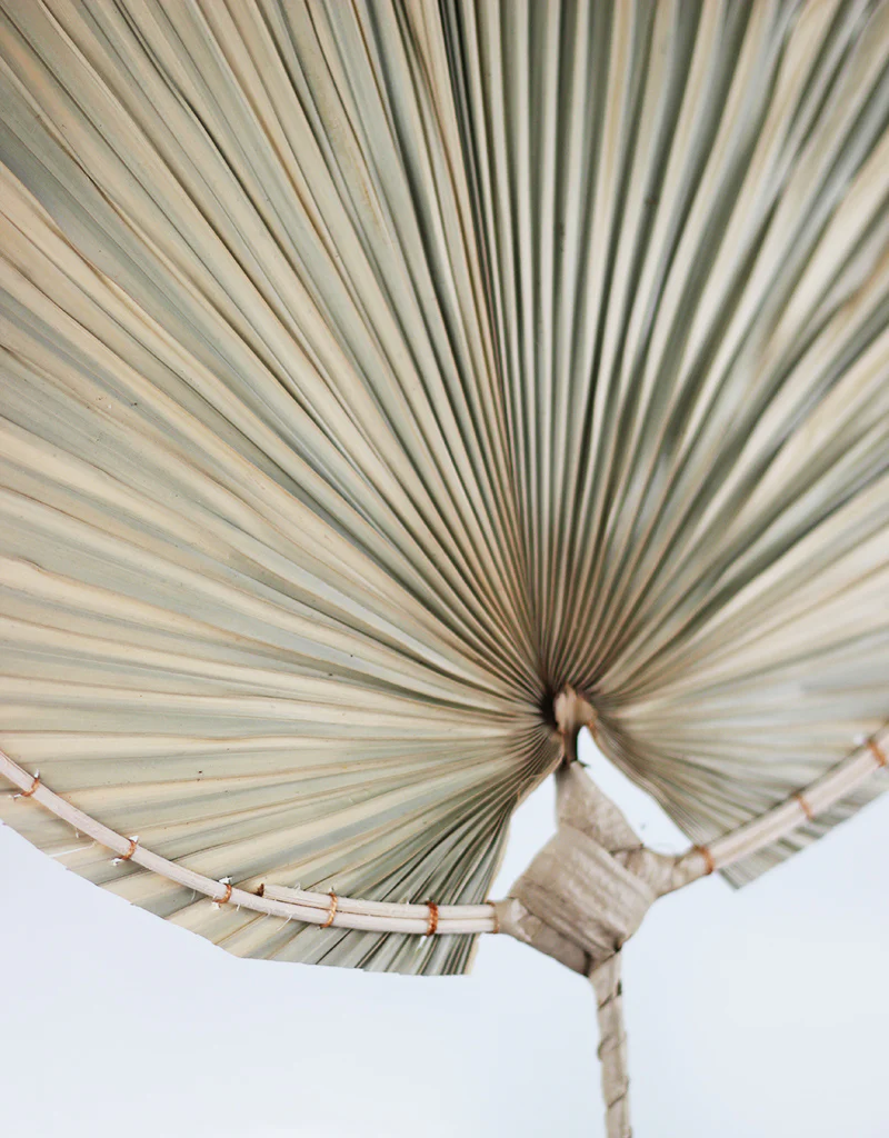 Dried Palm Leaf- Oval, 100cm length, 35 cm head width - Image 4