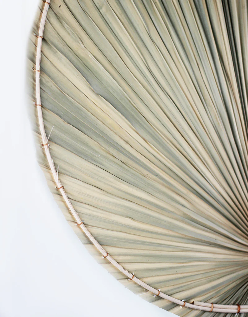 Dried Palm Leaf- Oval, 100cm length, 35 cm head width - Image 5