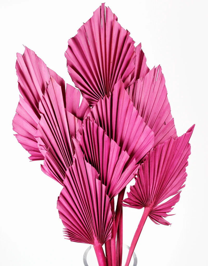 Dried Palm Spears - Cerise Pink, 10 Stems, 50 cm - Image 3