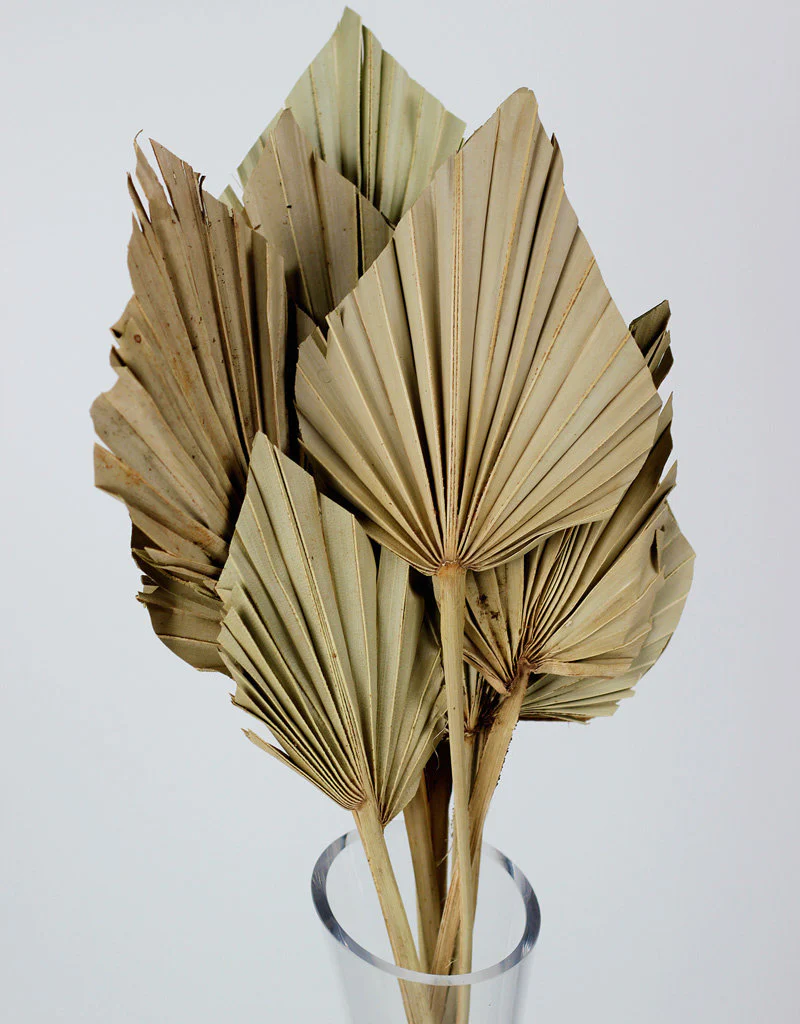Dried Palm Spears - Natural, 10 Stems, 50 cm - Image 3