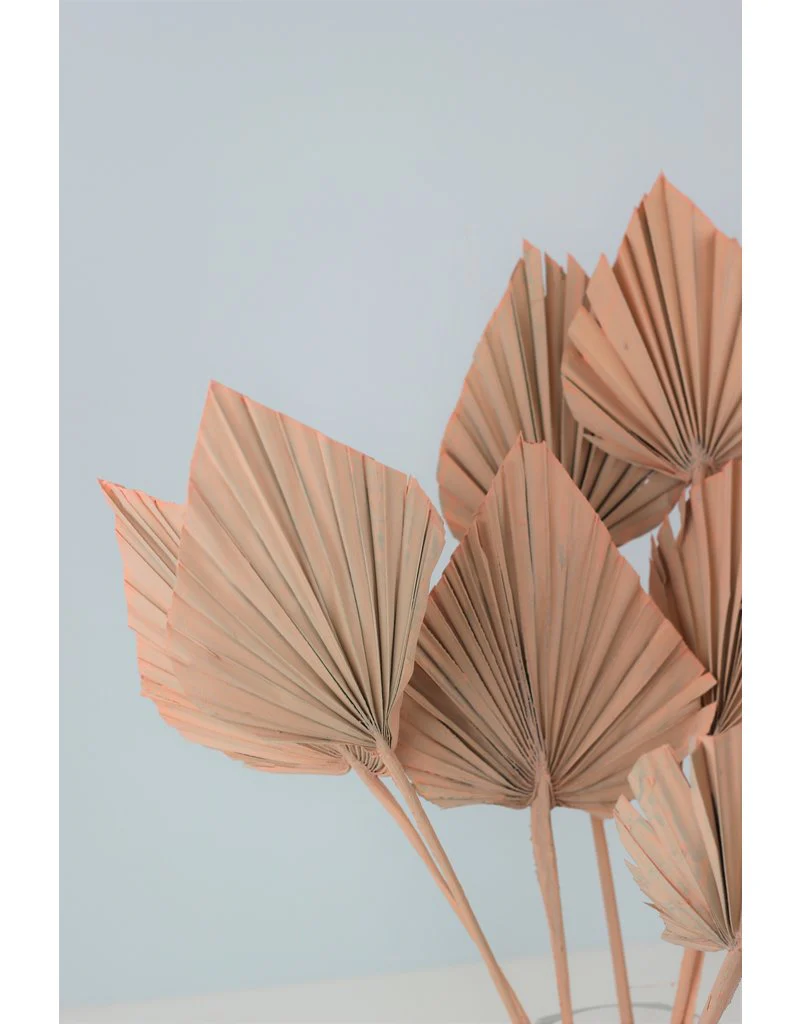 Dried Palm Spears - Pale Pink/ Salmon Pink, 10 Stems, 50 cm - Image 3
