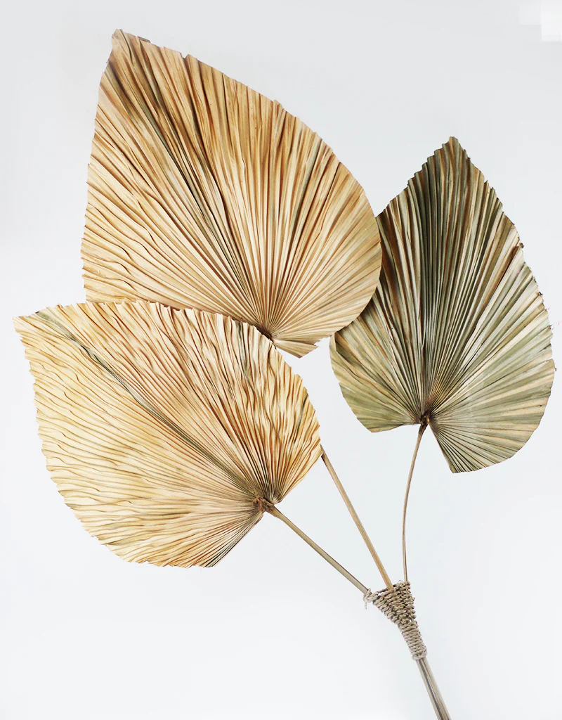 Dried Palm Spears Natural Trio - 100 cm length, 30 cm Overal head width - Image 3