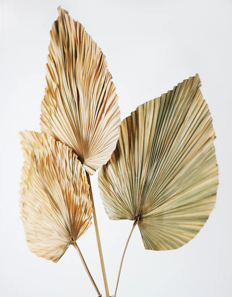 Dried Palm Spears Natural Trio - 100 cm length, 30 cm Overal head width - Image 4