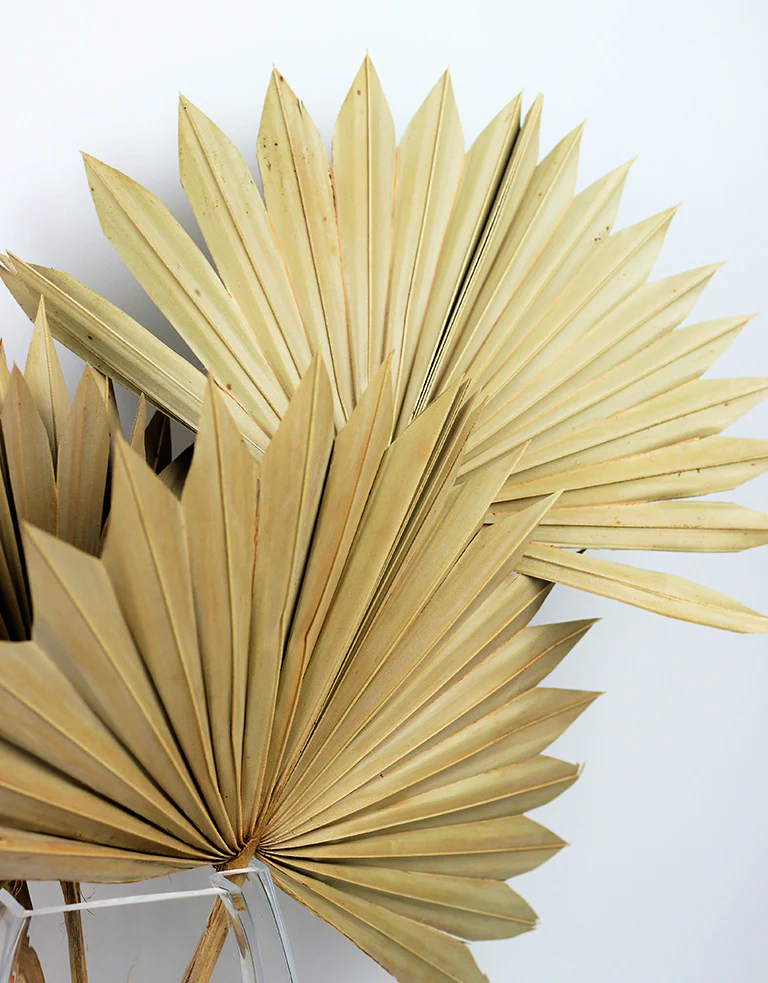 Dried Sun Palms XL- Natural, 5 Stems, 65 cm - Image 3