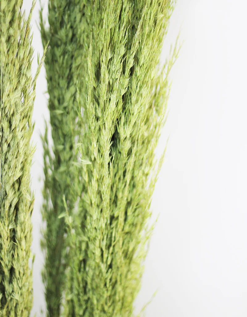 Dried Pampas Grass -Wild Bunch, x4 stems, 120 cm length, Apple Green (Cortaderia) - Image 3