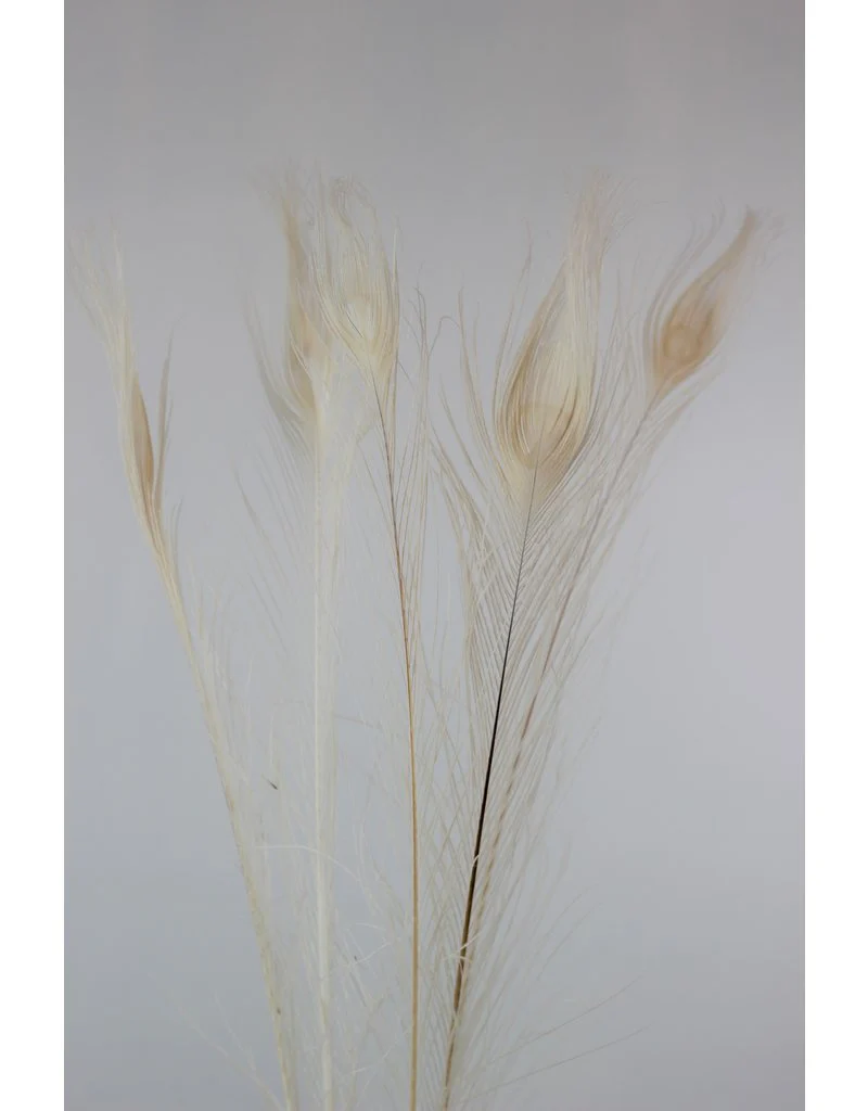 Dried White Peacock Feather - Bleached, 90 cm - x5 stems - Image 3