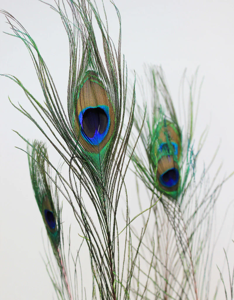 Peacock Feather - Natural/Cerise, 100 cm, x5 stems - Image 4