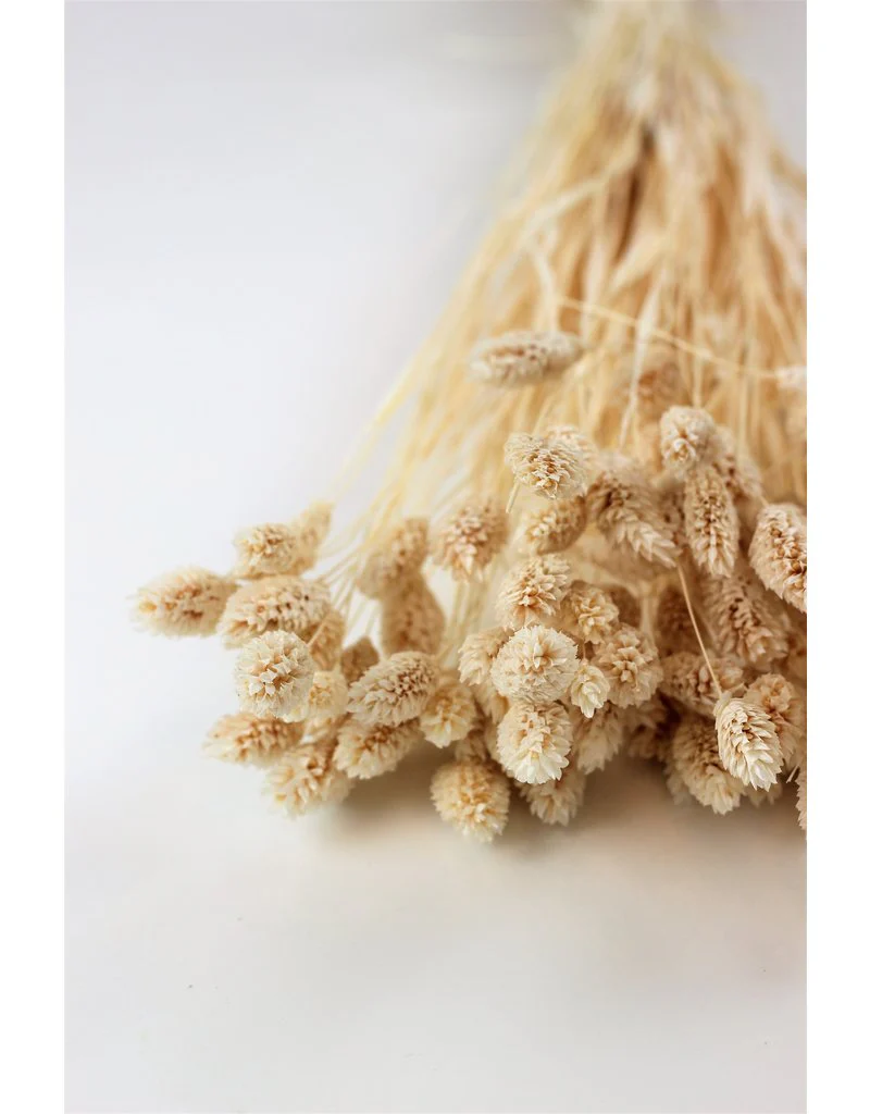 Dried Phalaris - Bleached Bunch, 150 grams, 60 cm - Image 3