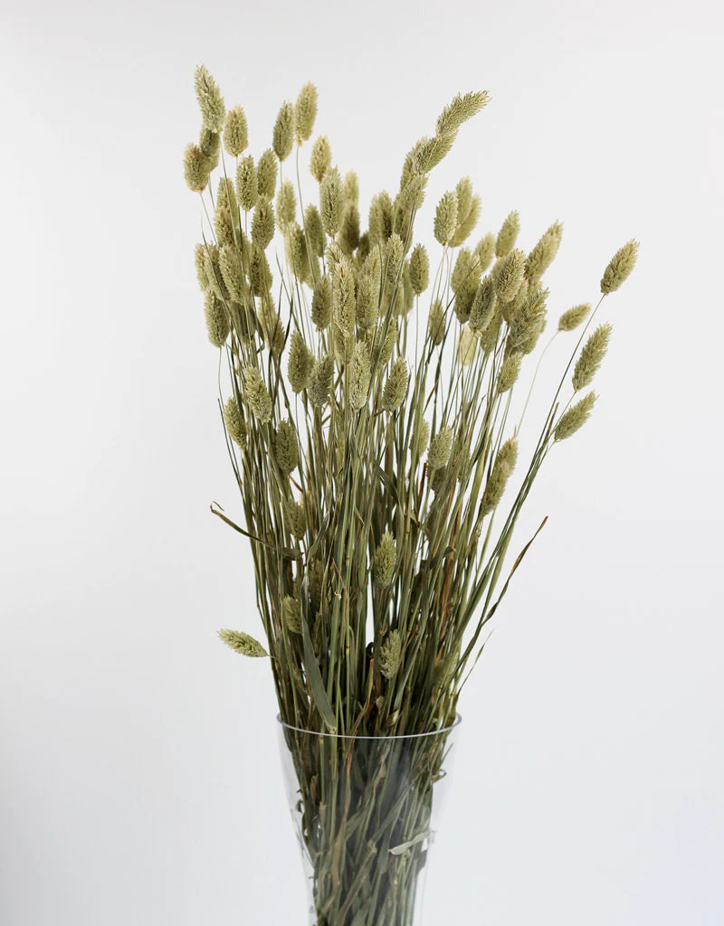 Dried Phalaris - Natural Bunch, 100 grams, 70 cm - Image 3